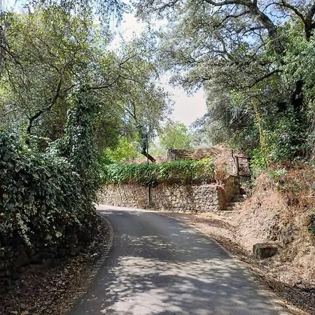 El Olivo *